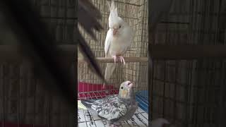 Baby Cockatiel So Hungry 😔  Cockatiel Guide videos [upl. by Markowitz]