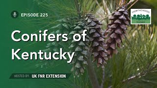 Conifers of Kentucky  From the Woods Today  Episode 225 [upl. by Lydnek524]