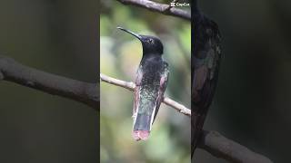 BLACK JACOBIN FROM BRAZIL birdwatching calypturaexpeditions [upl. by Herta]