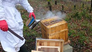 Comptage varroa 22 et pose des lanières glycérineacide oxalique [upl. by Boynton]