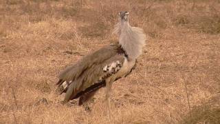 Worlds Biggest Flying Bird Kori Bustard in HD [upl. by Adnerak]