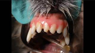 Veterinary Dentistry  Common Radiographic Case Examples [upl. by Ambrosio494]