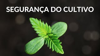 Como plantar em segurança [upl. by Nickelsen692]