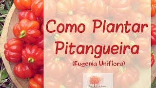 Como plantar PITANGA  Eugenia uniflora [upl. by Rhyne569]