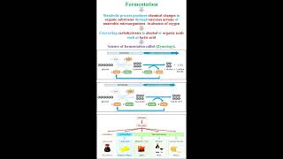 Fermentation Definition geneticteacher [upl. by Gleda577]