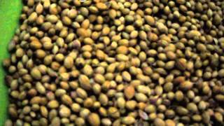 coriander seeds benefits [upl. by Ahsiemak615]