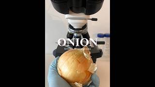 Onion Under the Microscope microscope 2024 shorts shortsvideo [upl. by Celestyna]