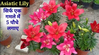 Asiatic Lily पर भरपूर फूल कैसे पाएं  Asiatic LilyLilium Plant Care Tips 2022 [upl. by Diad]