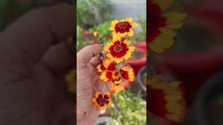 Coreopsis  blooming gardening shorts youtubeshorts [upl. by Nylarad]