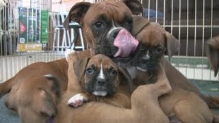 Cute 6 Week Old Boxer Puppies Playing [upl. by Guenevere]