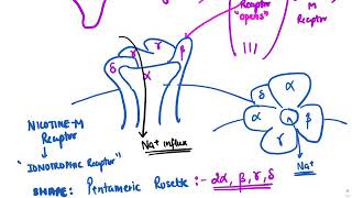 Skeletal muscle relaxants [upl. by Alaehs174]