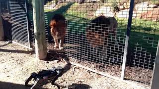 Lions and a Robot Dog at the Zoo Plaything or Lunch [upl. by Ijic940]