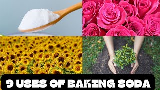 9 Unbelievable Ways Baking Soda Can Transform Your Garden [upl. by Fleurette]