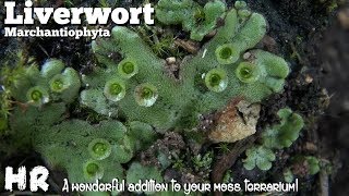 LIVERWORT  marchantiophyta  building a terrarium Add some liverwort and watch it grow [upl. by Anaujal342]