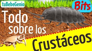 Animales Crustáceos para Niños ¿Qué son y cuáles son 🦀  Vídeos Educativos [upl. by Tamberg]