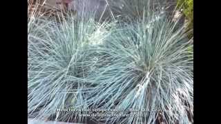 Helictotrichon sempervirens  Blue Oat Grass [upl. by Mcclary]