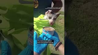 Texas police rescue cat with head trapped in jar [upl. by Ycal]