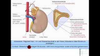 ACTH Cortisol Androgene Aldosteron 58 [upl. by Ahcsatan]