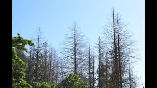 Western Redcedar Dieback and Community Science in the Pacific Northwest [upl. by Bing]