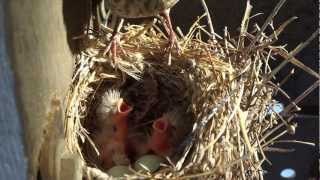 House Finches Hatching amp Hungry with Hairstyles HD [upl. by Anaert]