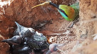 SNAKE FLY feeding to baby bee in nest  Asian Bee eater to baby birds in nest [upl. by Adnwahsar]