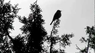 Gray Flycatcher Calling [upl. by Yelena567]