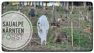 🌲Versuch Kulturschutzzaun Gatterzaun🦌Wildzaun [upl. by Llecrep]