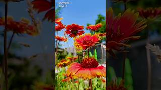 beautiful gaillardia flowersshorts flowers naturelovers [upl. by Merdith]