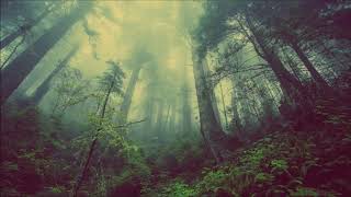 Forest bathing music 🍂 Shinrin Yoku 1h 🍁 Forest meditation Music birds amp Nature sounds Meditation [upl. by Bili]