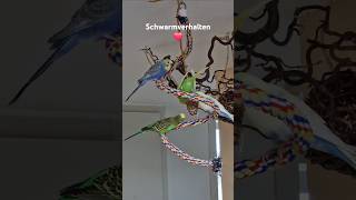 Schwarm und Spielverhalten ❤️🦜 • WaldChrisi papageien vögel wellensittich wellensittiche [upl. by Ekrub]