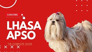 Lhasa Apso The Complete Guide In Hindi [upl. by Aynatan199]