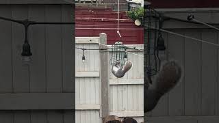 Squirrel Tries to Steal Food From Bird Feeder  1491587 [upl. by Inej50]