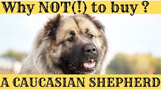 Why you SHOULD NOT  BUY a Caucasian Shepherd Dog  if You are a novice dog owner [upl. by Janik]