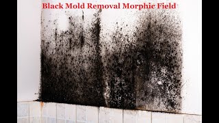 Black Mold Removal Morphic Field [upl. by Gayner400]