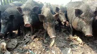 pig eating in jungleeating pig meat in junglegenevieves playhouse in hindi peppa pig zoopig farm [upl. by Aizirk428]