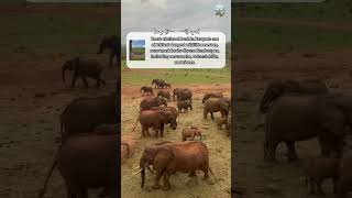 Tsavo National Park Kenya shorts travel destination tsavo [upl. by Latia]