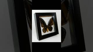 Ornithoptera urvillianus в рамке Тёмная форма spider butterfly книги [upl. by Huber]