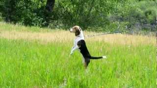 Pocket Beagle on the Hunt Breeder the Mimi Beagle Hunts a Lizzard Beagle Smell all [upl. by Inalaek99]