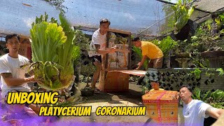 UNBOXING PLATYCERIUM CORONARIUM sentulchannel [upl. by Lati200]