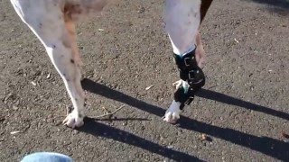 Gunther the German Shorthaired Pointer with Hock Brace [upl. by Vaclav151]