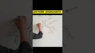 Bronchioles and alveoli diagram shorts [upl. by Adyam]