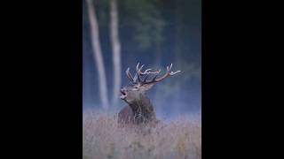 Roaring red deer 🦌 wildlife [upl. by Johnathon]