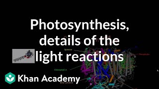 Photosynthesis Light Reactions and Photophosphorylation [upl. by Nea]