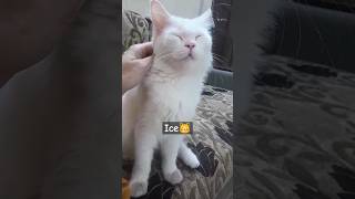 cat icecat snowwhiteleolove music explore song love snowcat catlover whitecat cuteanimal [upl. by Hiltan]