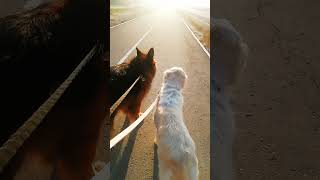 Walking time Sunday morning shortvideos doggie morning walking [upl. by Ettelorahc]