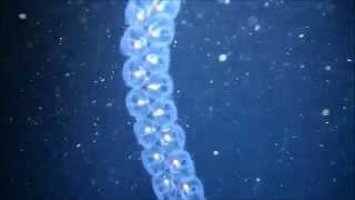 Facts The Sea Salp [upl. by Peyton]