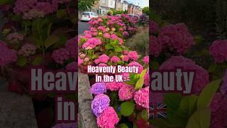 Very Beautiful UK flower 🌸🌺🇬🇧shorts shortvideo gardening england flowers [upl. by Zobias]