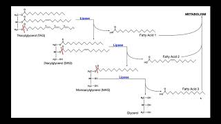 Lipase Test  Theory amp Results [upl. by Bullen546]