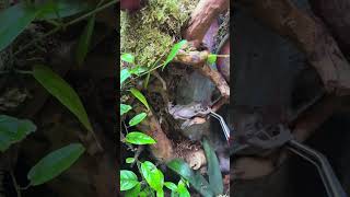 Dumpy blue eyed tree frog eating alotl [upl. by Kurtz]