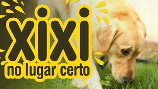 Ajude seu cachorro a fazer xixi no lugar certo [upl. by Osmund]